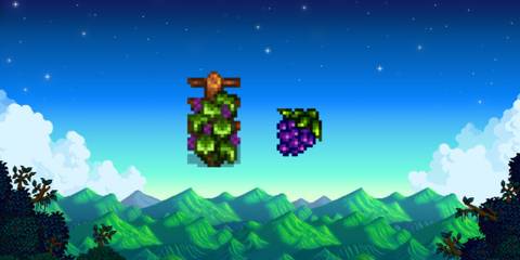 grape starter and grape