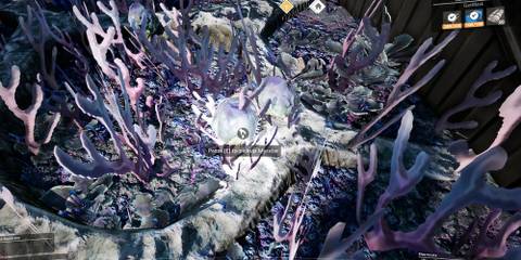 Mycelia on the ground to be picked up