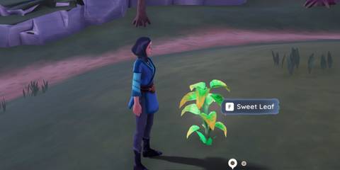 where to find sweet leaf in palia 