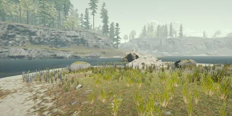 Big Island - North - The Forest