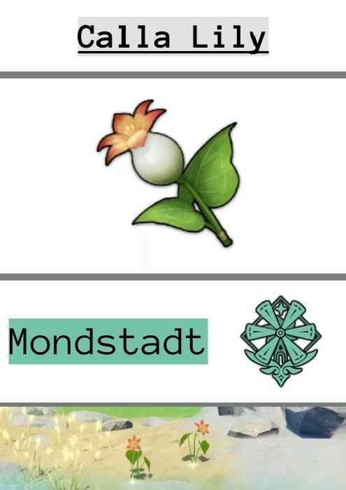 an image of a calla Lily with the word mondstadt and mondstadt's emblem, as well as an image of calla lilies in the wild