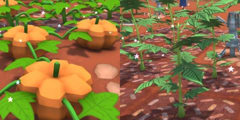 Pumpkins and potatoes