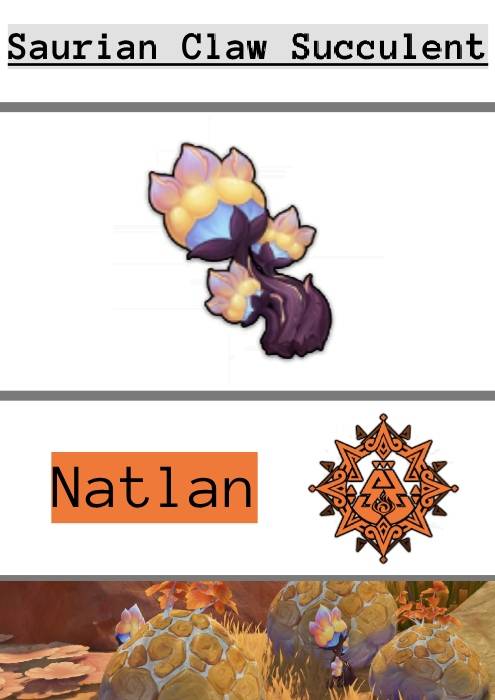an infographic of saurian claw succulents, showing their symbol and the natlan emblem, along with a small image of a saurian claw succulent in the wild in-game