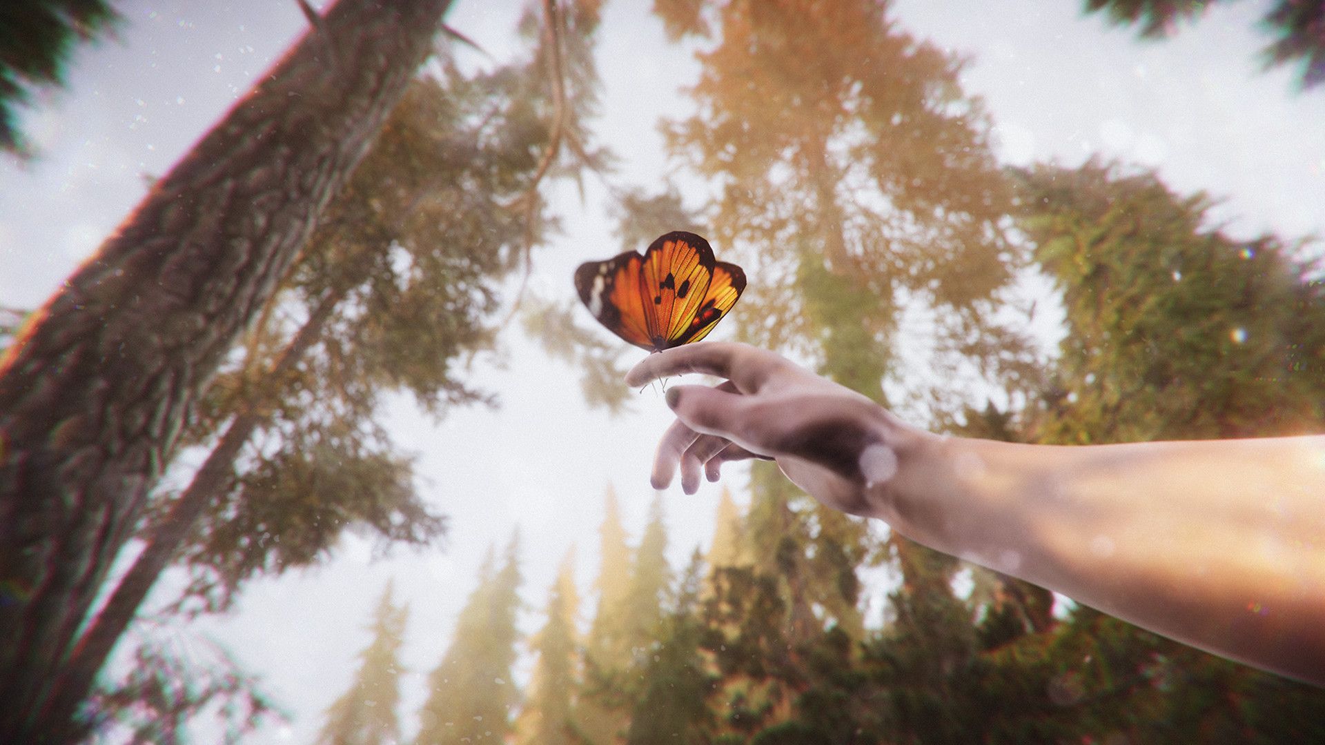 The Forest Cathedral Press Image 5