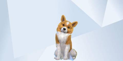 An image of Cheddar from Brooklyn Nine-Nine recreated in The Sims 4