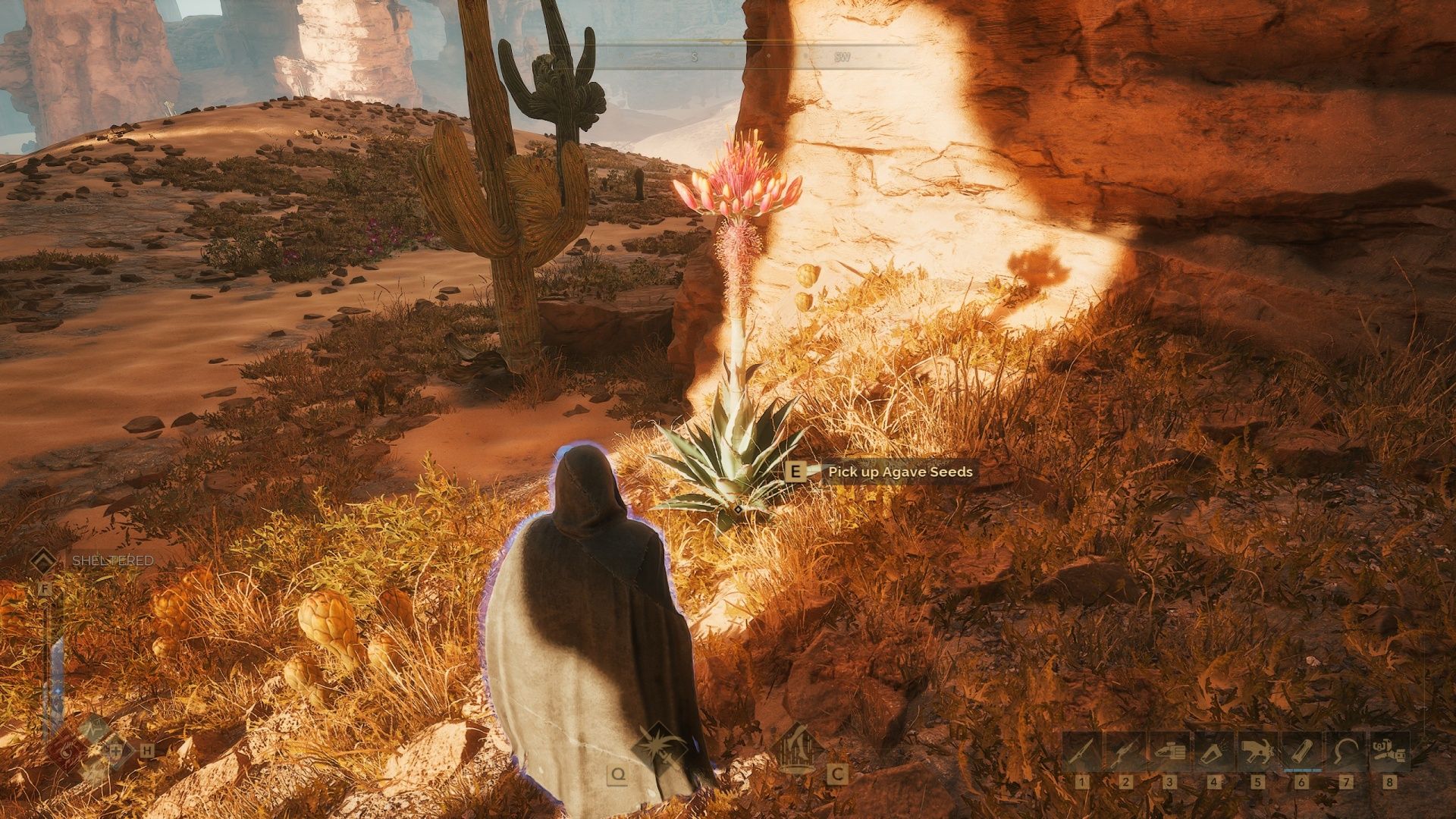 Dune Awakening Agave Seeds