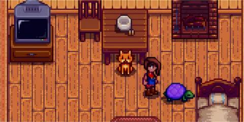 (cat and iridium turtle)