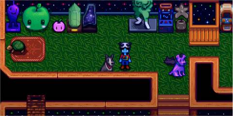 Dog, Cat, turtle (Pets)