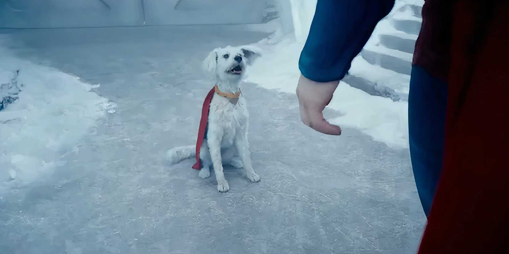 Krypto sitting in front of Superman in James Gunn's Superman