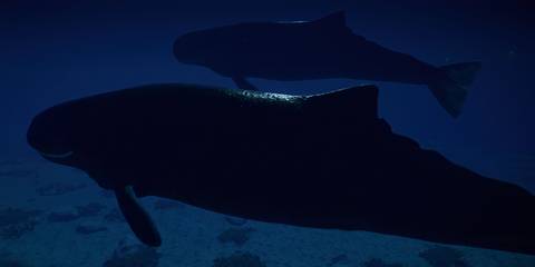 A pair of the Livyatan Melvillei swimming in a lagoon in Jurassic World Evolution 2