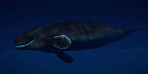 The Livyatan Melvillei swimming in a lagoon in Jurassic World Evolution 2