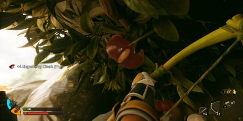 Lingonberry Grounded 2