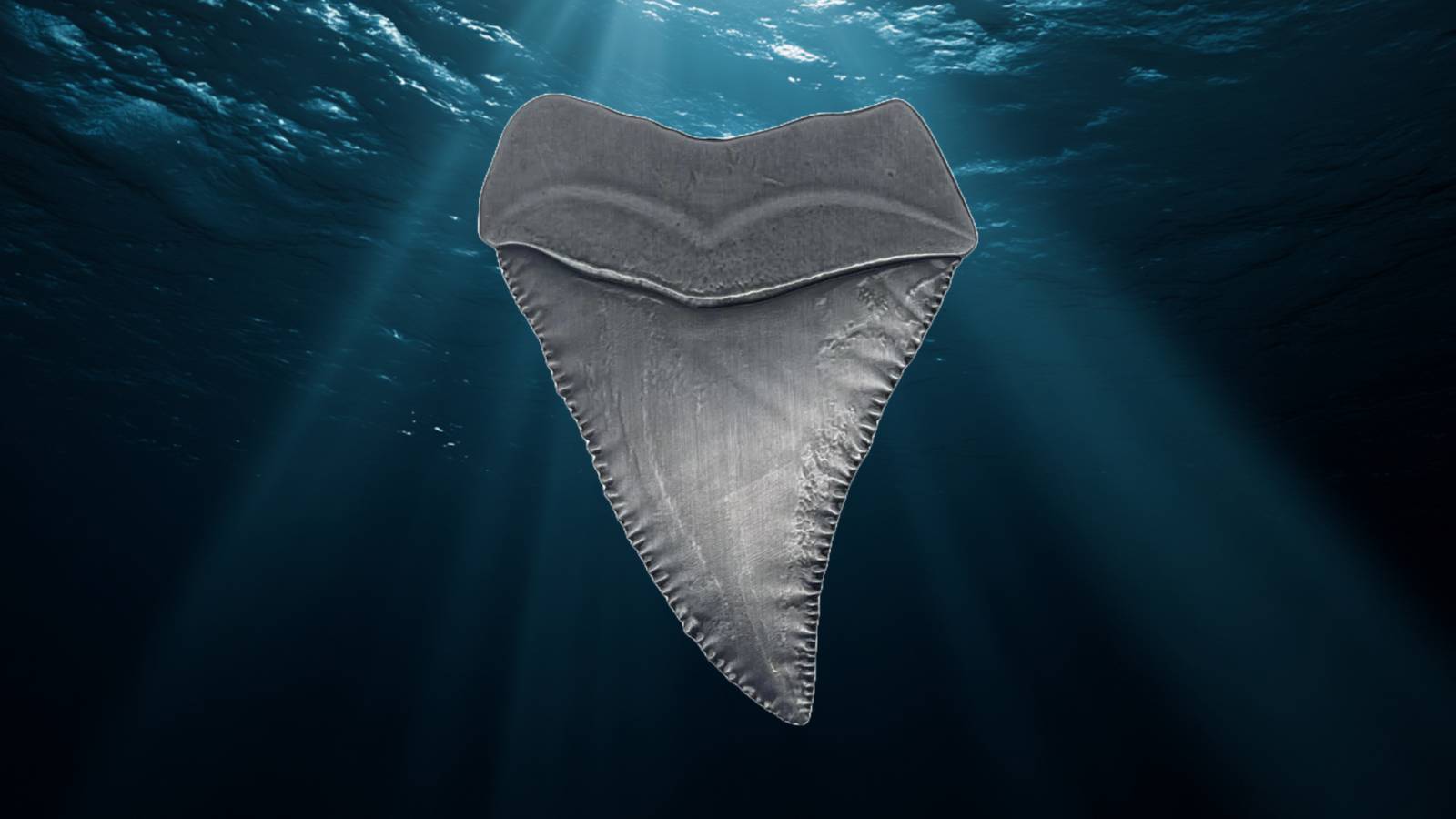 Image of the Jaws tooth on a blue ocean background.