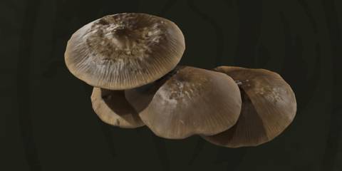 Metal Gear Solid Delta Mushroom Header