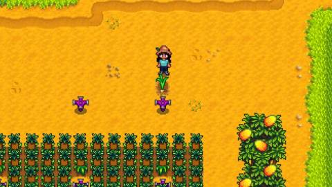 stardew valley ginger island garlic harvest