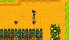 stardew valley ginger island garlic harvest