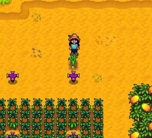 stardew valley ginger island garlic harvest