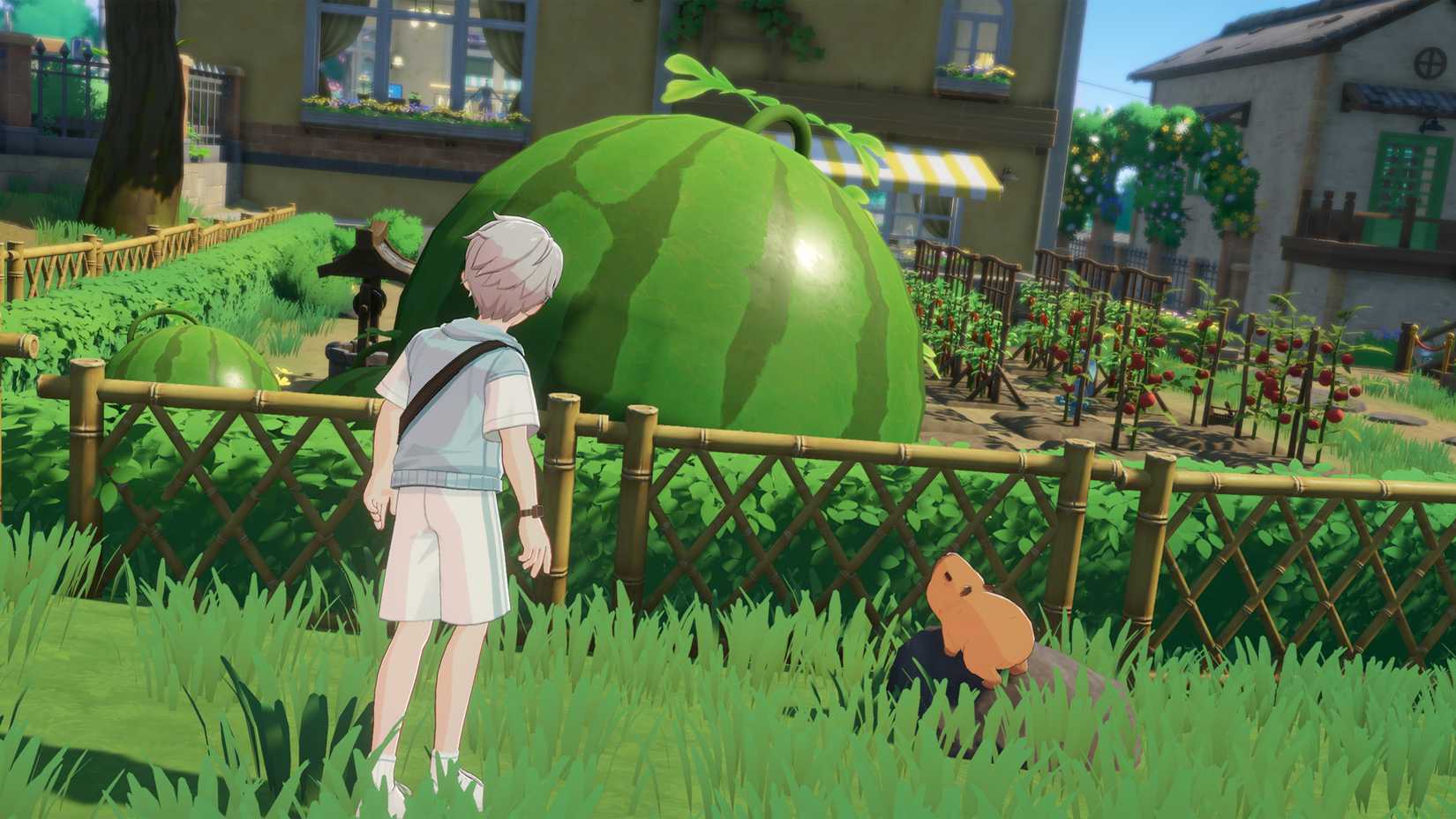 Starsand Island giant watermelon