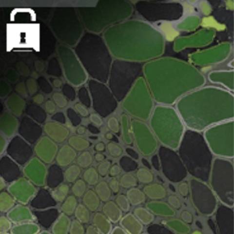 Emerald Snake Camo in Black Ops 7