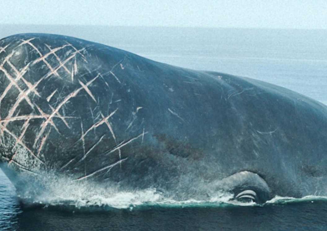 Laboon di serial live-action One Piece Season 2