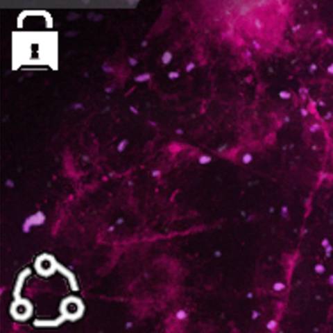 Amethyst Fracture Camo in Black Ops 7