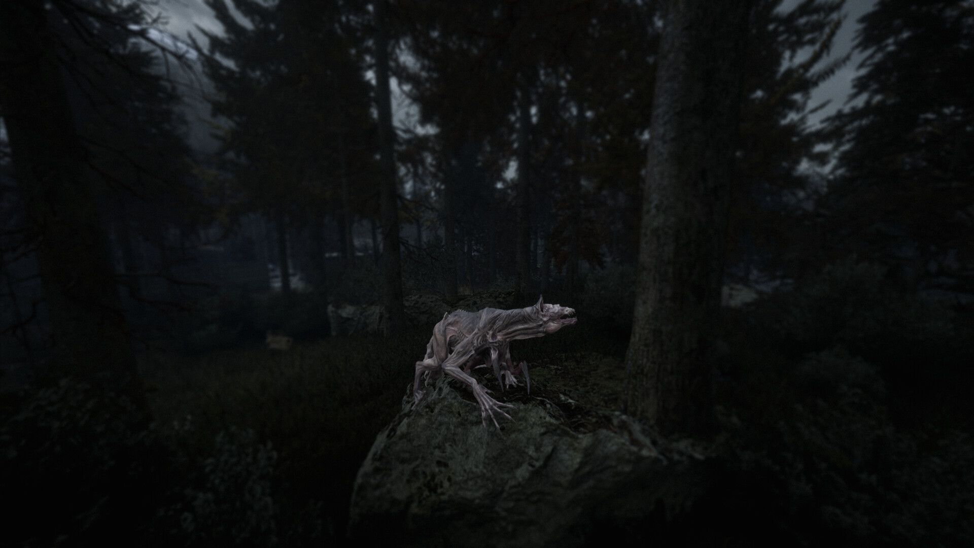 Beautiful Light Press Image 6