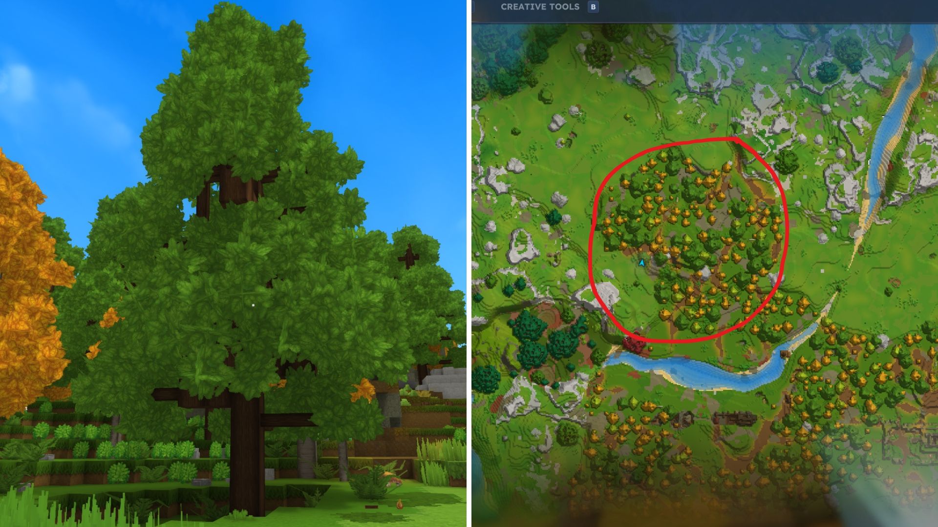 tronco de haya Hytale