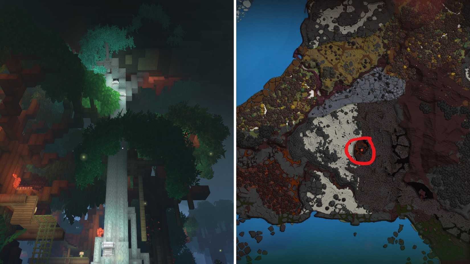 Бревно камфорного дерева