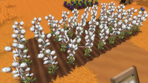 cotton eternal seed hytale (2)