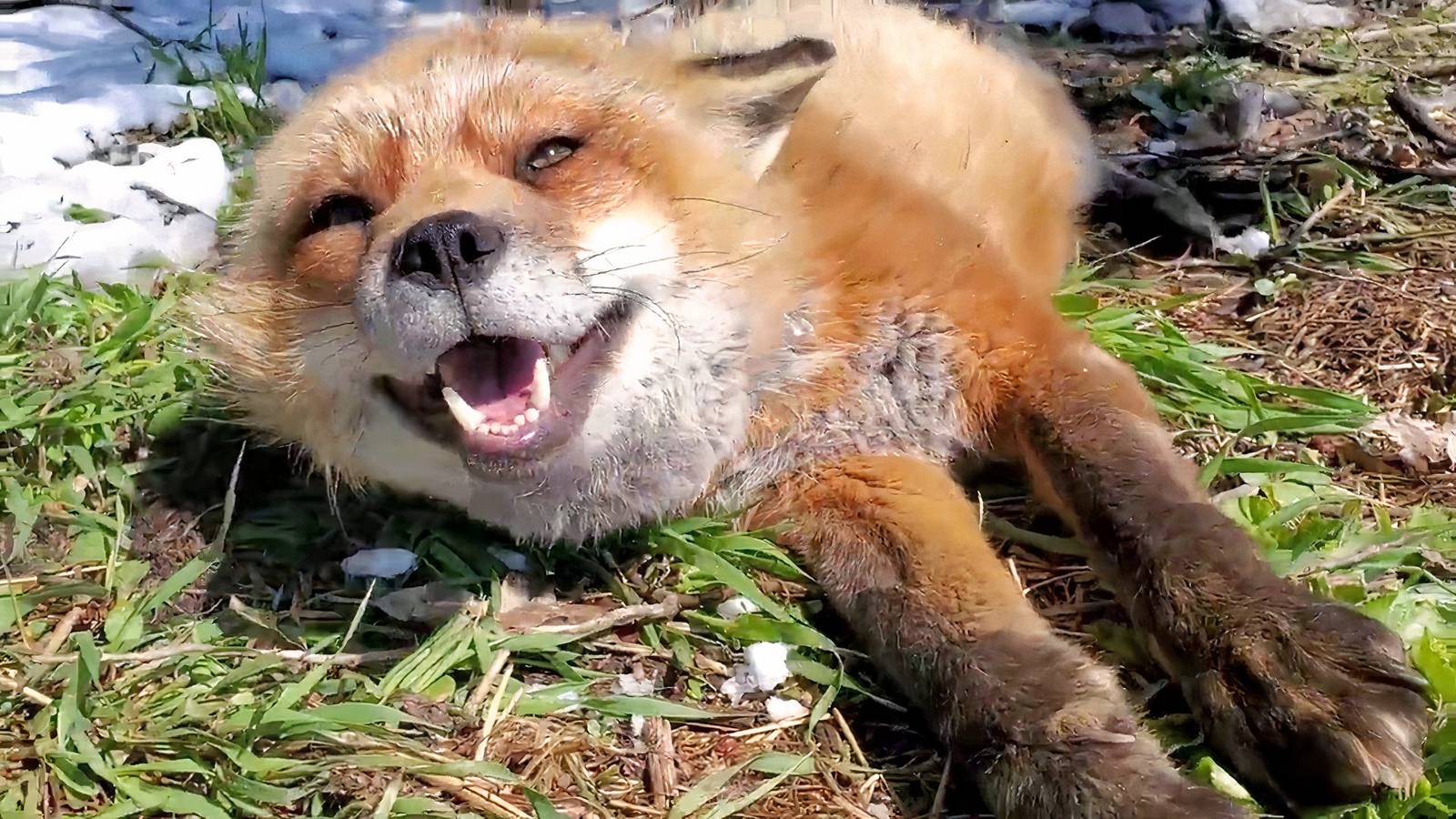 Finnegan Fox of Overwatch 2 fame has died