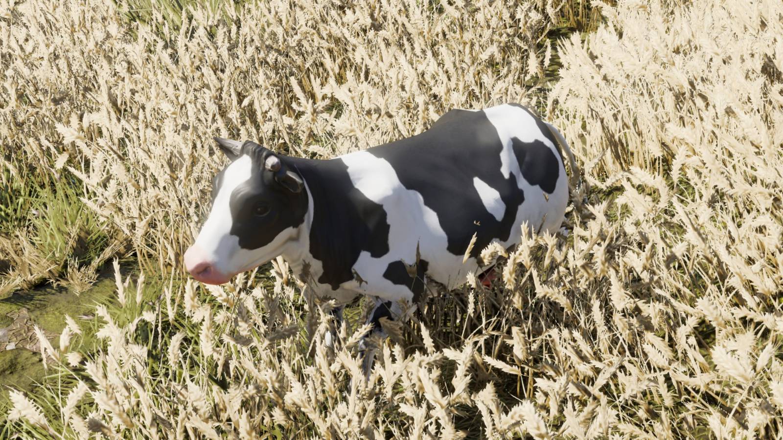 treated like cattle divinity original sin 2 dos2