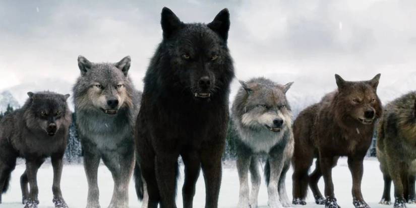 A pack of werewolves standing in the snow in the Twilight series