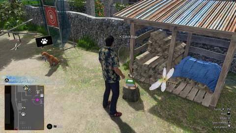 Partake in Bug Catching Competitions