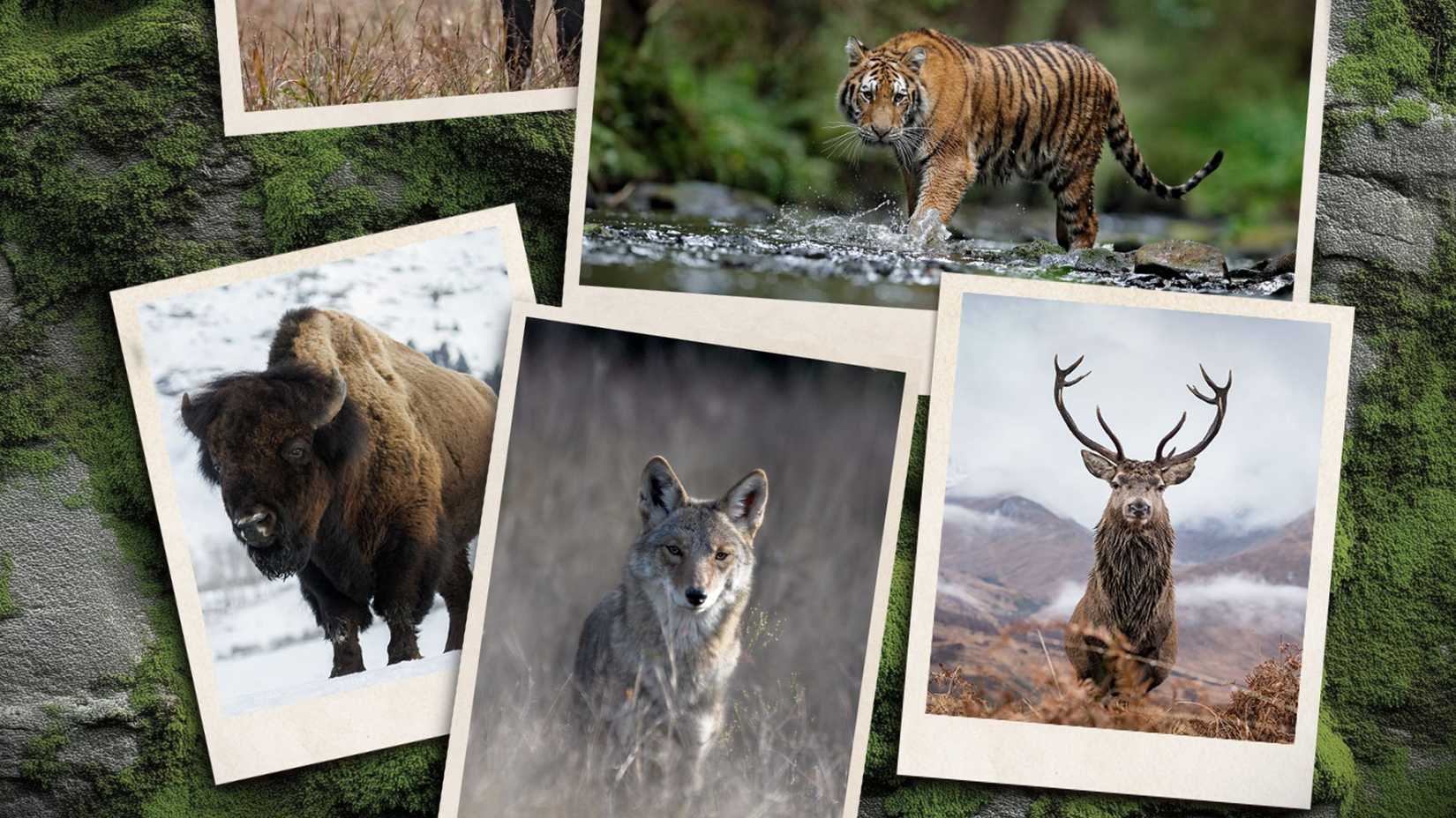 Trophy Hunter animals