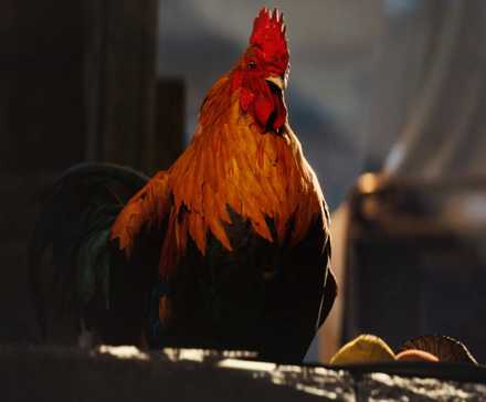 a close up shot of scrappy the rooster in arc raiders