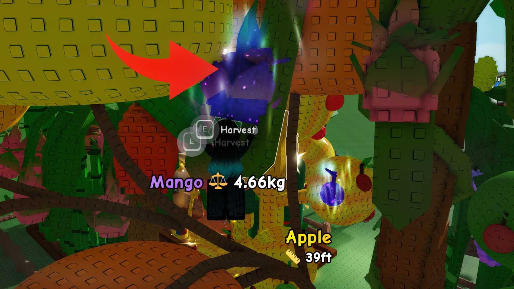 Aurora Dragon Fruit Gardening 2