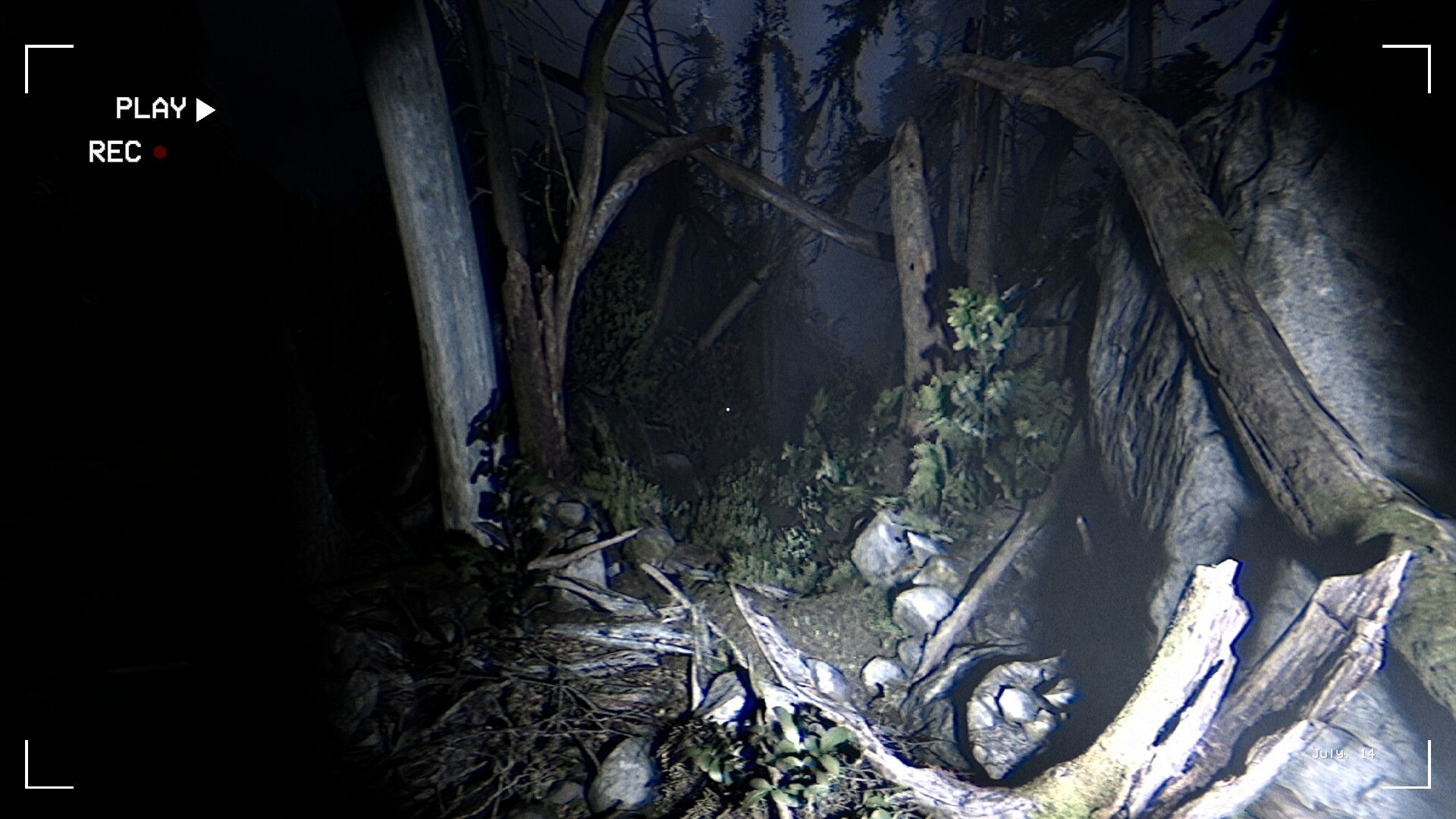 the eerie forest in together after dark.