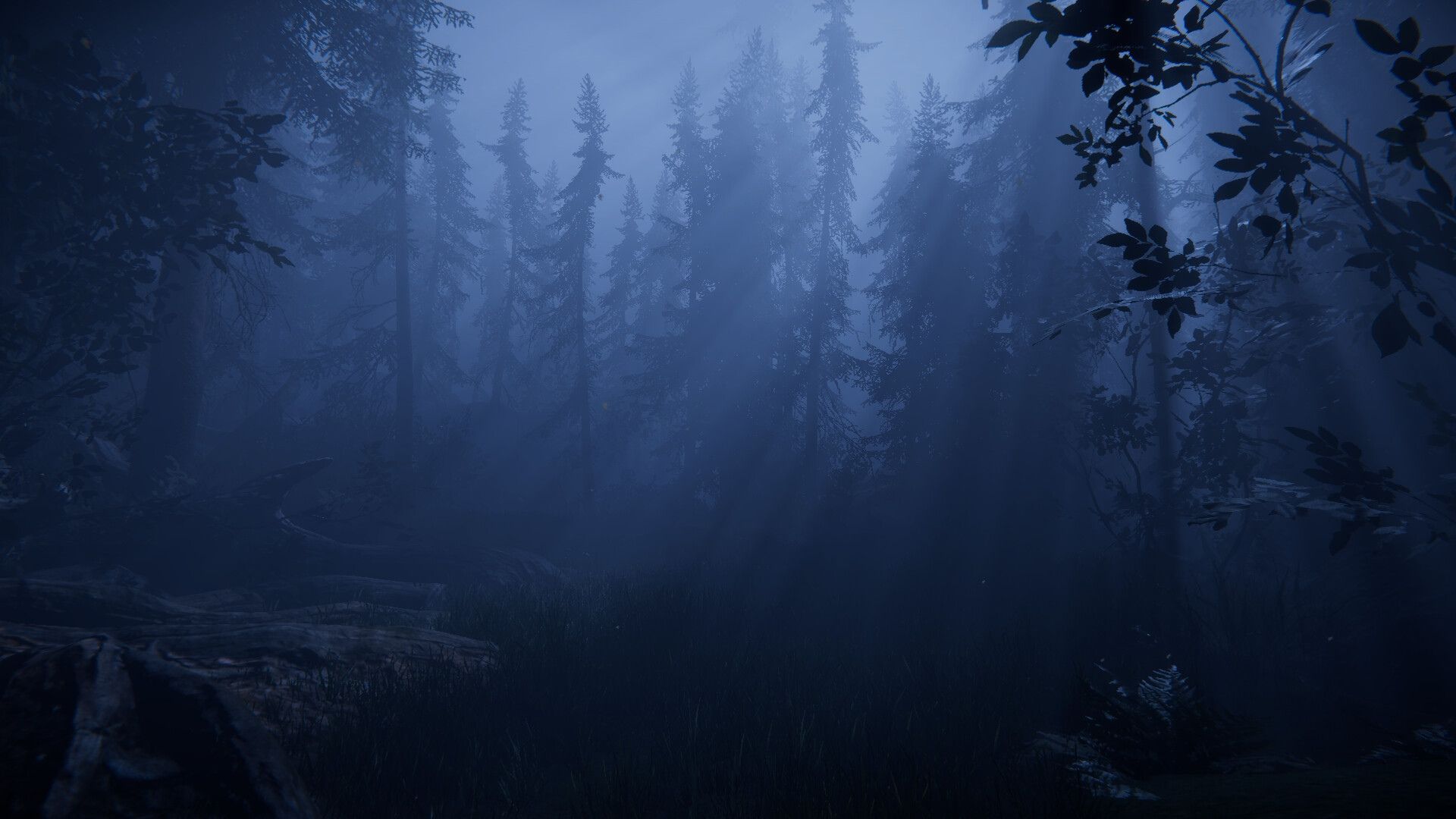 the scary forest area in together after dark.