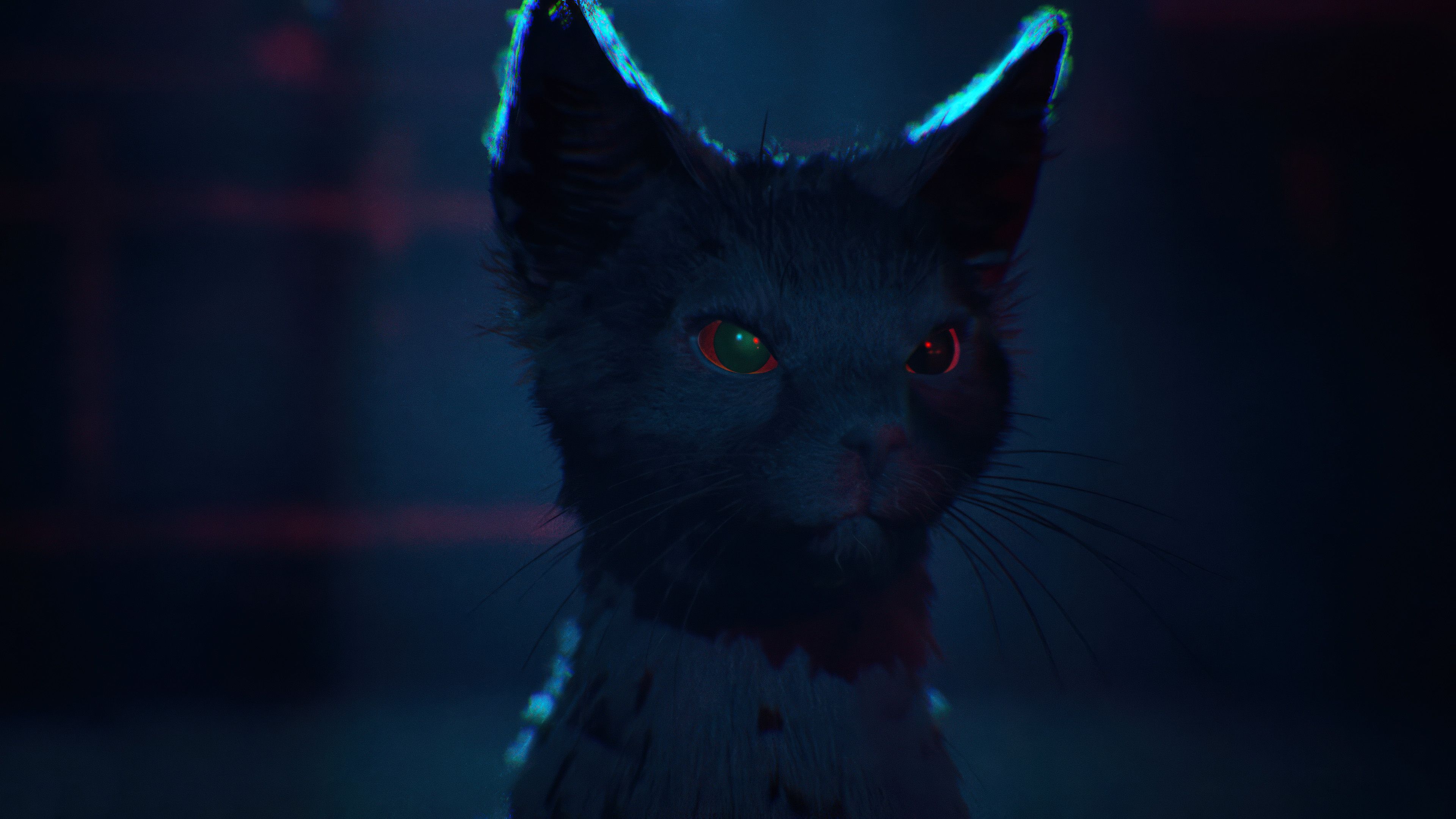 Aaron the cat