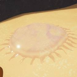 peak jellyfish