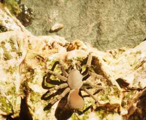 the undergrowth press screenshot 3