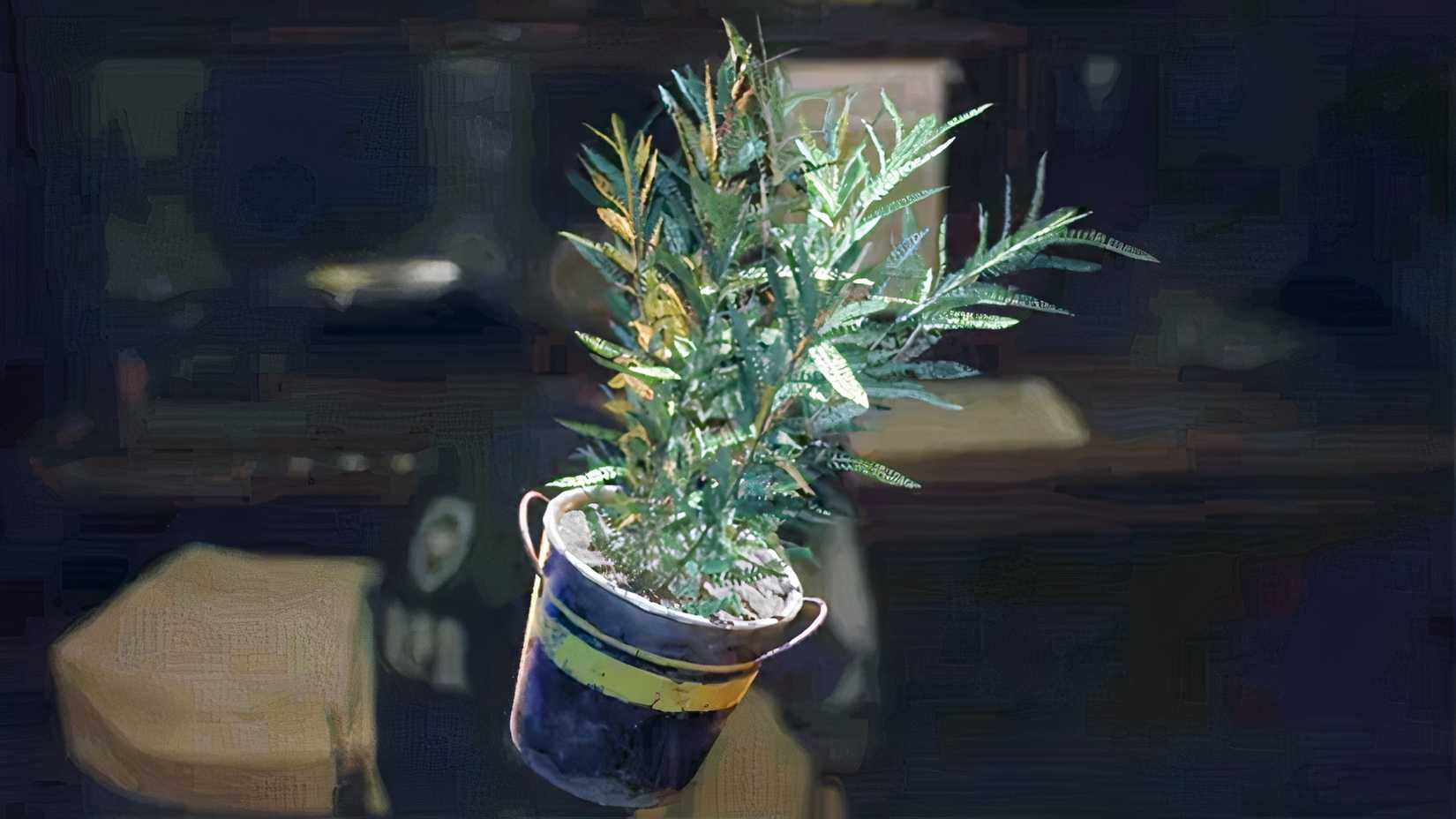 Green herb from Resident Evil 2 remake in a black tin pot with a gold line