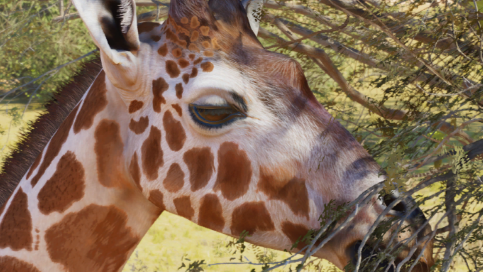 All Animals in Planet Zoo 2
