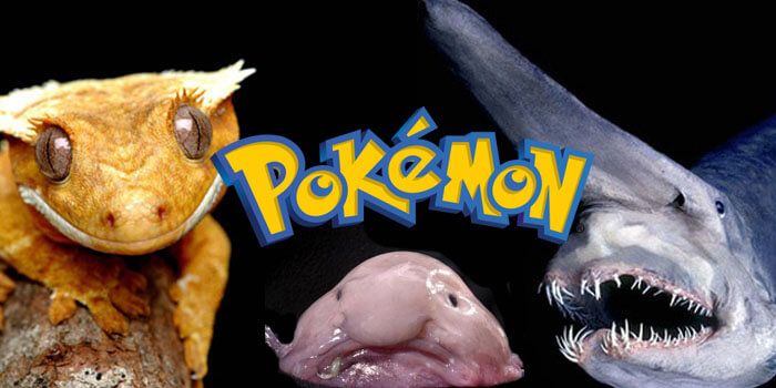 10 RealLife Animals That Look Like Pokemon 