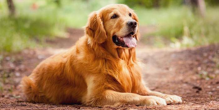 Golden Retriever