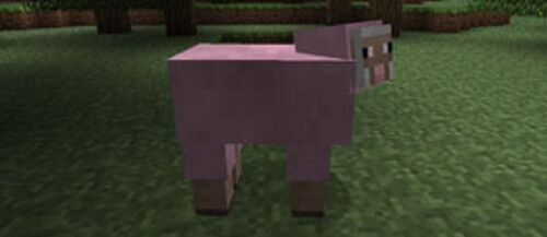 Minecraft 1.4 Update Sheep