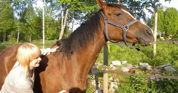 Minecraft Horse Photo