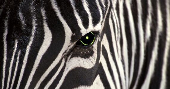 Xbox 720 Zebra Paint Scheme