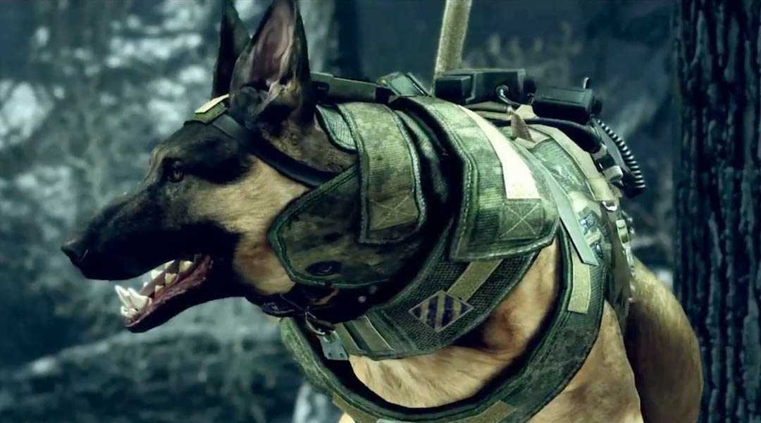 Cod Dog One Call of Duty Series is Likely Dead and Gone, But Its Best Idea ...