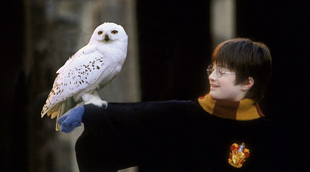 harry potter and the sorcerer's stone harry and hedwig